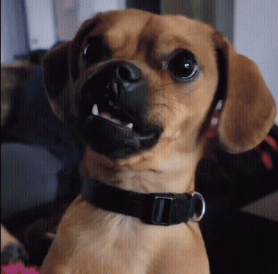 Brown Dog Wearing Black Collar GIF