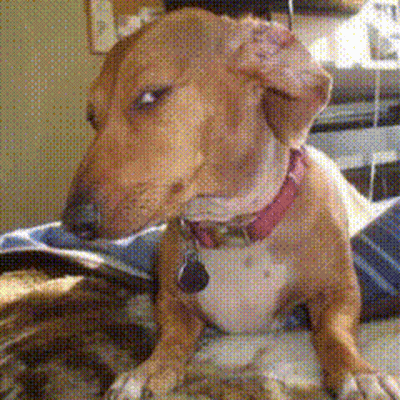 Brown Dog Wearing Red Collar GIF