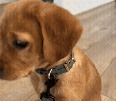 Brown Dog With Blue Collar Sitting On Wooden Floor GIF
