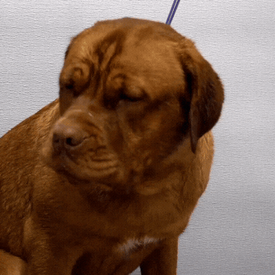 Brown Dog With Blue Leash GIF