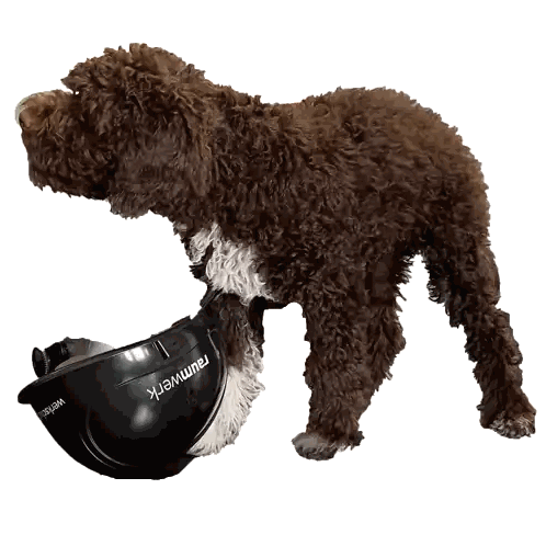 Brown Dog With Helmet Saying Raumwerk Sticker