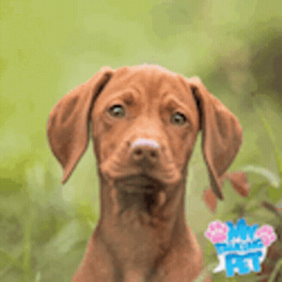Brown Dog With Long Ears GIF