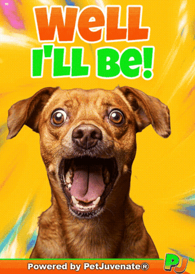 Brown Dog With Mouth Open And Well I'll Be GIF