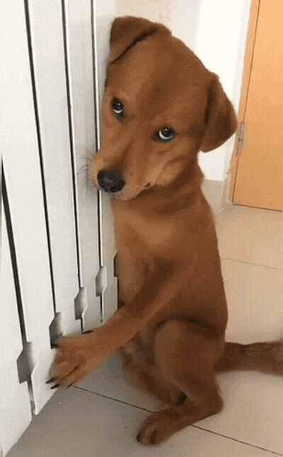 Brown Dog With Paws On Radiator GIF