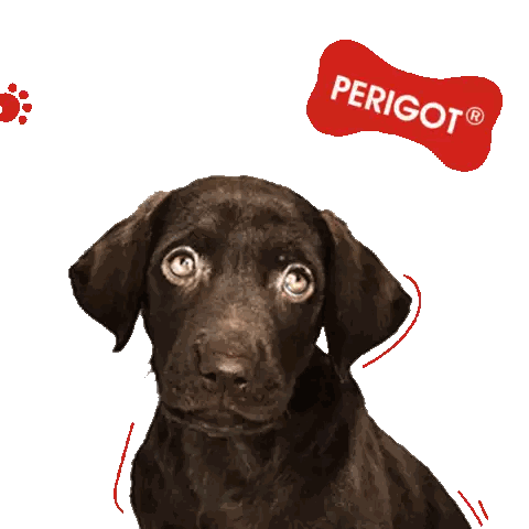 Brown Dog With Perigot Sign Sticker