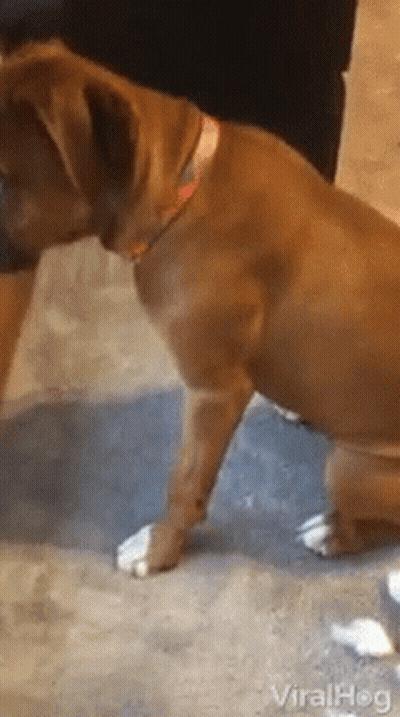 Brown Dog With Pink Collar Sitting Beside Person GIF