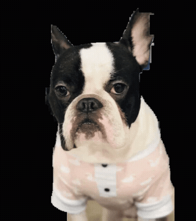 Brown Dog With Pink Collar Sitting Next To Person GIF