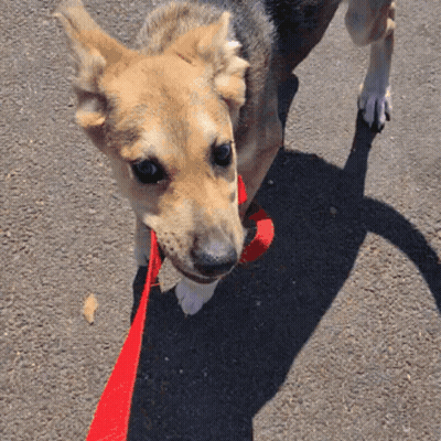 Brown Dog With Red Leash GIF