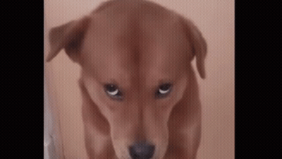 Brown Dog With Sad Look GIF