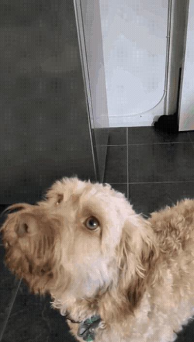Brown Dog With Snoopy Tag GIF