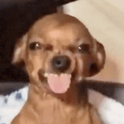 Brown Dog With Tongue Hanging Out GIF
