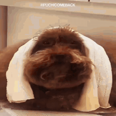 Brown Dog Wrapped In White Towel GIF