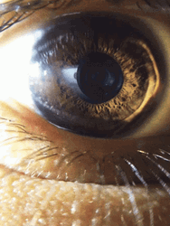 Brown Eyeball Focused GIF