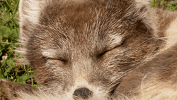 Brown Eyes Arctic Fox GIF