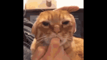 Brown Gentle Cat Sucking Finger GIF