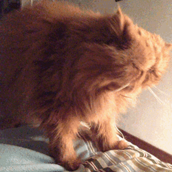 Brown Grumpy Cat Sticking Tongue