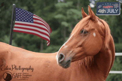 Brown Horse By American Flag Saying Happy 4Th July GIF