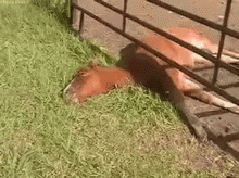 Brown Horse Laying In Grass Next To Fence GIF