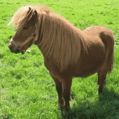 Brown Horse Standing In Grass GIF