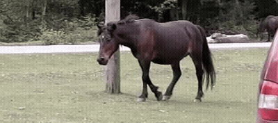 Brown Horse Standing Next To Red Car In Grassy Field GIF