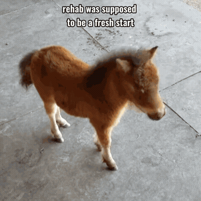 Brown Horse Standing With Caption Rehab Fresh Start GIF