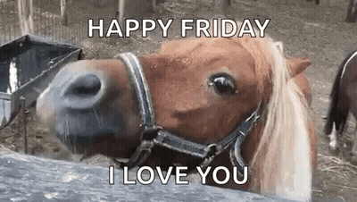 Brown Horse Wearing Bridle Saying Happy Friday I Love You GIF