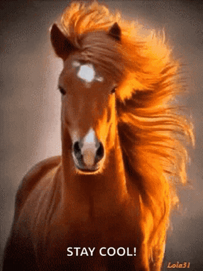 Brown Horse With Long Mane Saying Stay Cool GIF