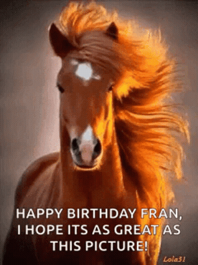 Brown Horse With White Spot On Face GIF