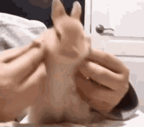 Brown Little Bunny Dancing GIF