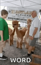 Brown Llama Word GIF