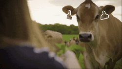 Brown Moo Having Treats GIF