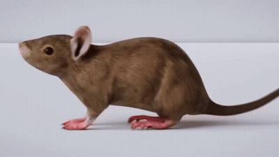 Brown Mouse Standing GIF