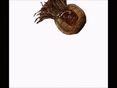 Brown Object With Hole And Branches GIF