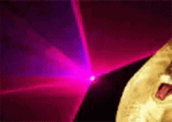 Brown Party Cat Night Dance GIF