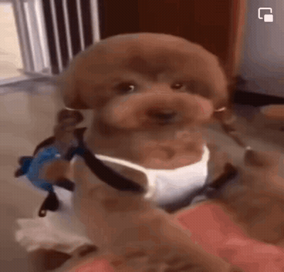 Brown Poodle In White Tank Top And Harness On Lap GIF