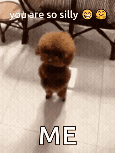 Brown Poodle Saying You Are So Silly Me GIF