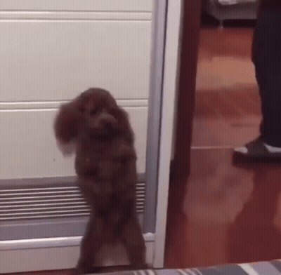 Brown Poodle Standing On Hind Legs In Room GIF