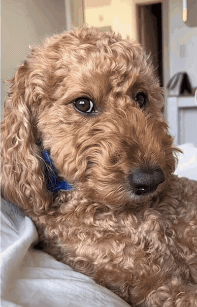 Brown Poodle With Blue Collar Laying On Bed GIF