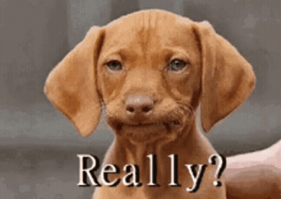 Brown Puppy Being Held With Really On Face GIF