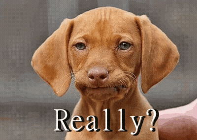 Brown Puppy Held By Person With Really GIF