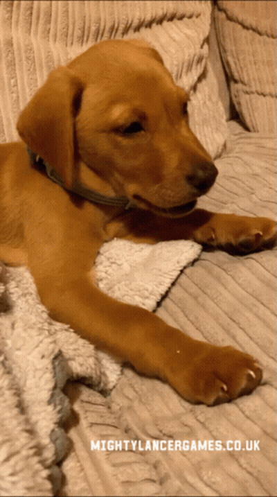 Brown Puppy Laying On Couch Mighty Lancer Games GIF