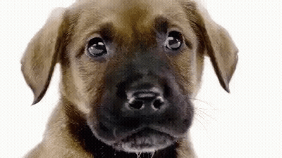 Brown Puppy Looking At Camera GIF