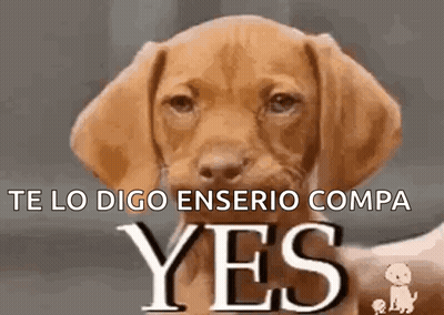 Brown Puppy Looking At Camera Saying Yes GIF