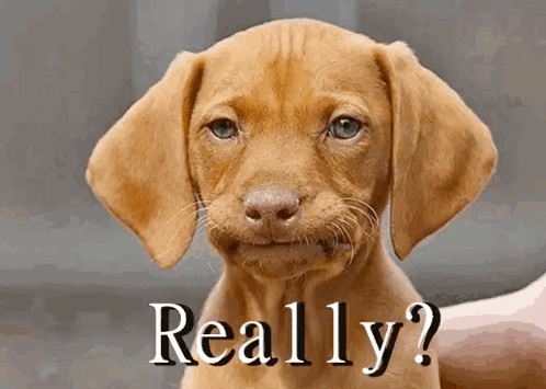 Brown Puppy Saying Really GIF