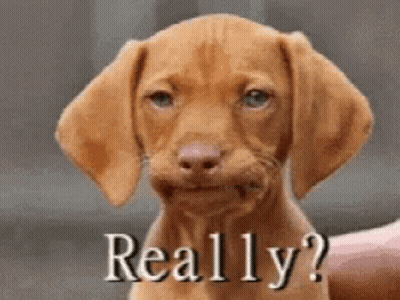 Brown Puppy Saying Really GIF