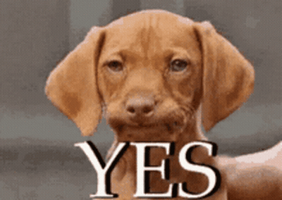 Brown Puppy With Yes Face GIF