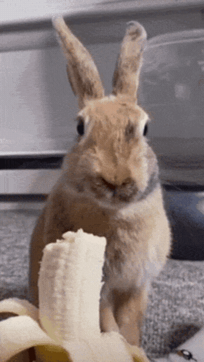 Brown Rabbit Eating Banana GIF