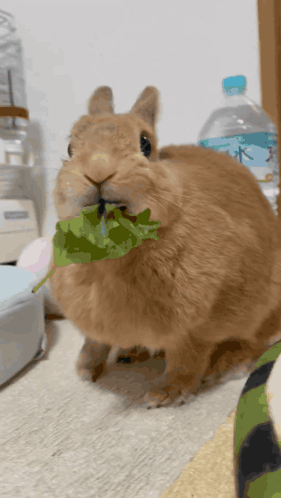 Brown Rabbit Eating Green Leaf With Water Bottle GIF