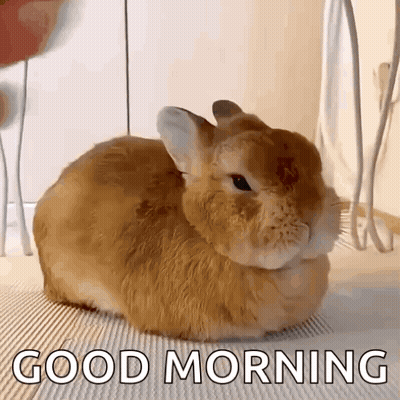 Brown Rabbit Laying On Floor Saying Good Morning GIF