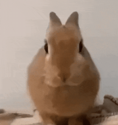 Brown Rabbit Looking at Camera
